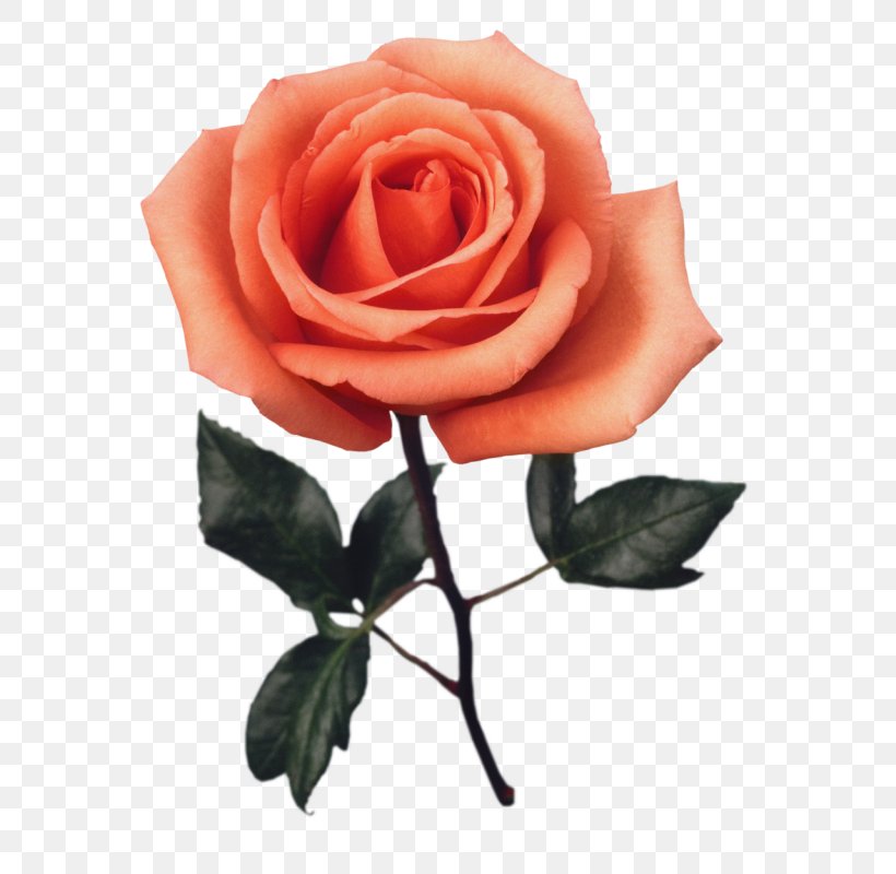 Garden Roses Cabbage Rose Flower Clip Art, PNG, 602x800px, Garden Roses, Beach Rose, Cabbage Rose, Cut Flowers, Floribunda Download Free
