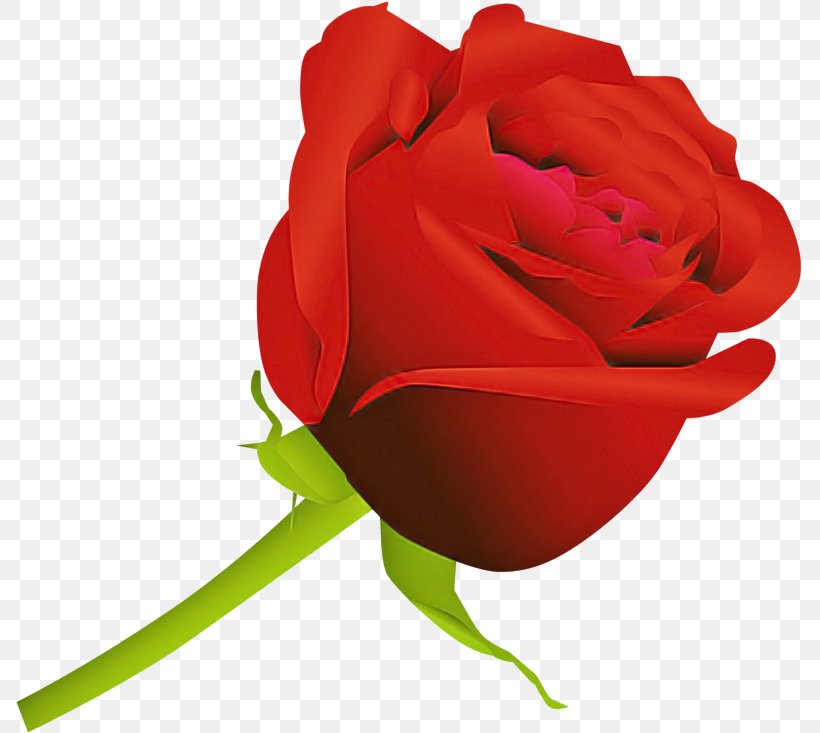 Garden Roses, PNG, 787x733px, Red, Flower, Garden Roses, Hybrid Tea Rose, Petal Download Free