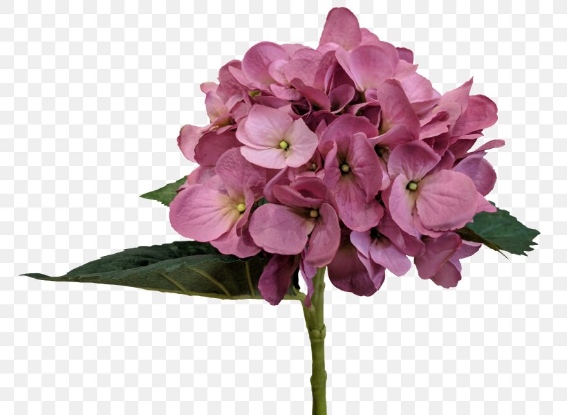 Hydrangea NYSE:LVS Cut Flowers Petal, PNG, 800x600px, Hydrangea, Aster, Cornales, Cut Flowers, Flower Download Free