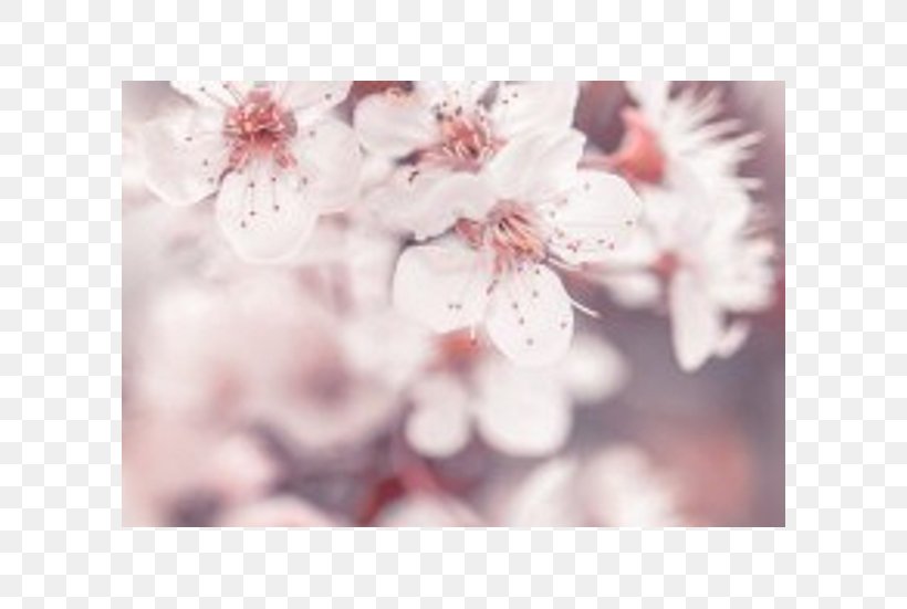 Stock Photography Flower Blossom, PNG, 600x551px, Stock Photography, Blossom, Branch, Can Stock Photo, Cherry Blossom Download Free
