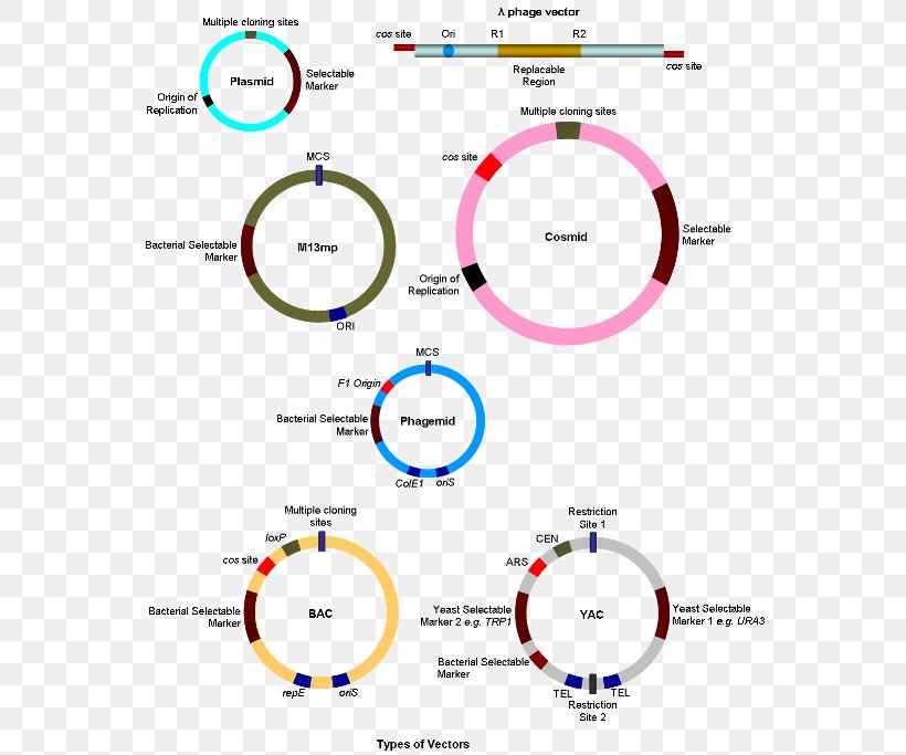 Cloning Vector Molecular Cloning Gene, PNG, 579x683px, Cloning Vector, Area, Brand, Cell, Cloning Download Free