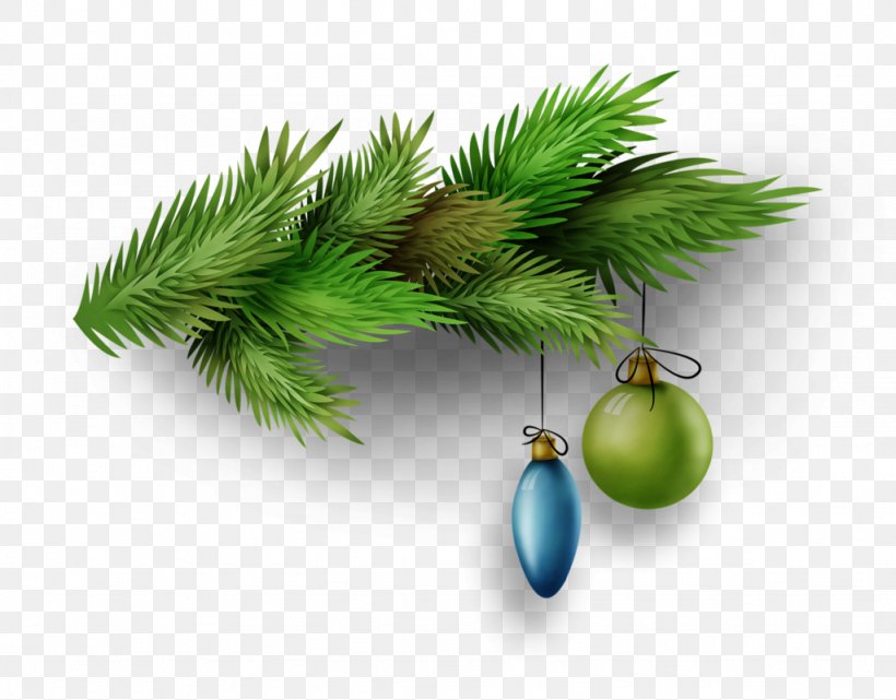 Fir Conifers Evergreen Pine Tree, PNG, 1024x801px, Fir, Branch, Branching, Christmas, Christmas Ornament Download Free