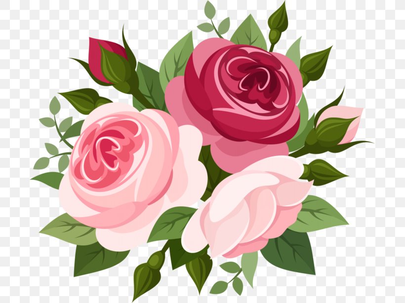 Rose Pink, PNG, 699x614px, Rose, Cut Flowers, Drawing, Floral Design, Floribunda Download Free