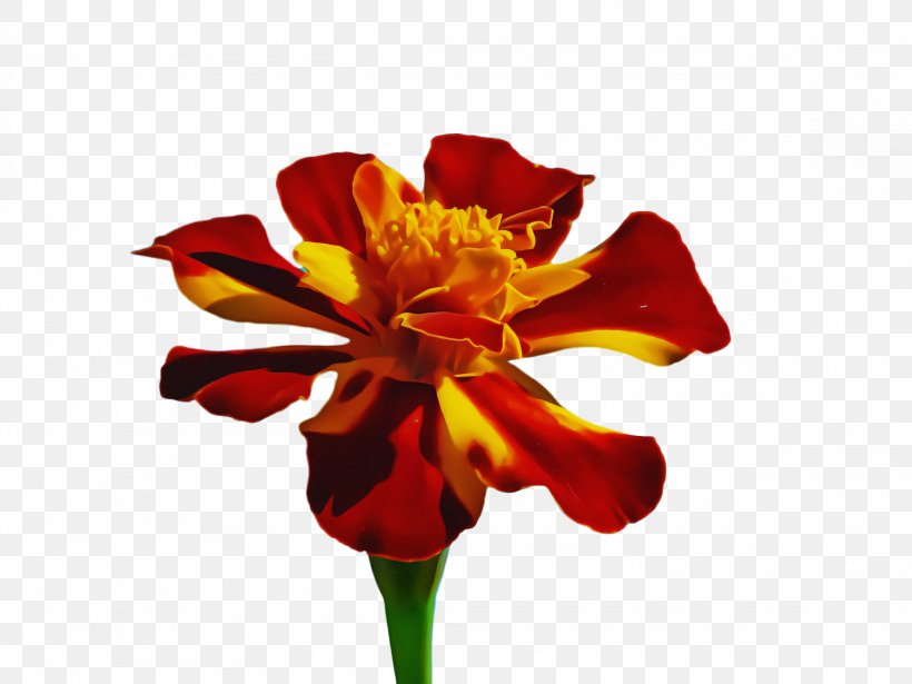 Blue Iris Flower, PNG, 2308x1732px, Marigold, Amaryllis, Amaryllis Belladonna, Amaryllis Family, Bloom Download Free