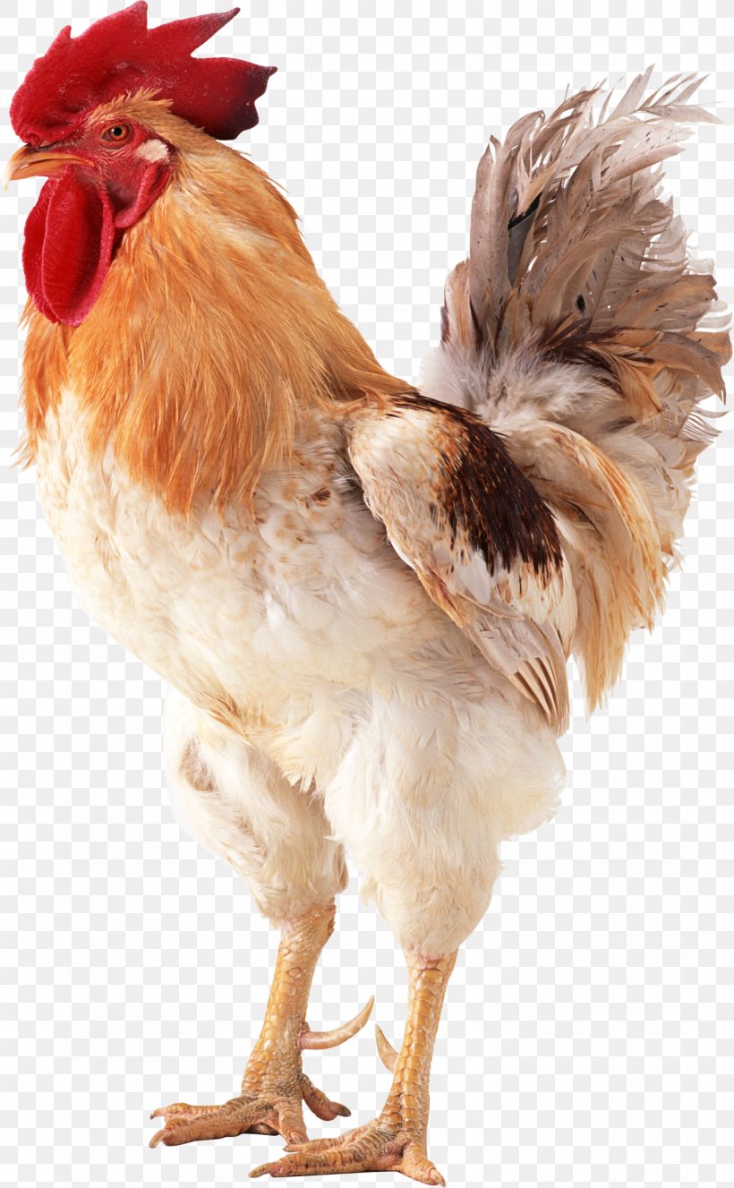 Brahma Chicken Rooster Poultry, PNG, 1455x2356px, Brahma Chicken, Beak, Bird, Chicken, Chicken As Food Download Free