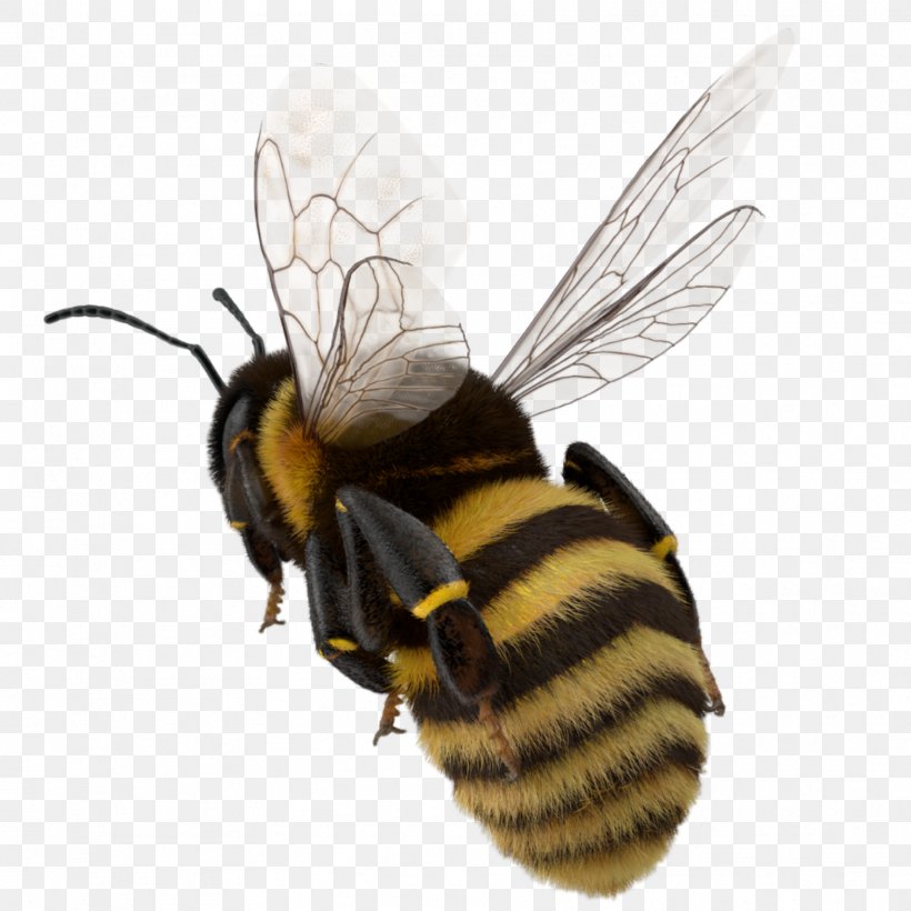 Bumblebee Hornet Western Honey Bee Insect, PNG, 1773x1773px, Bumblebee, Arthropod, Bee, Common Wasp, Fly Download Free