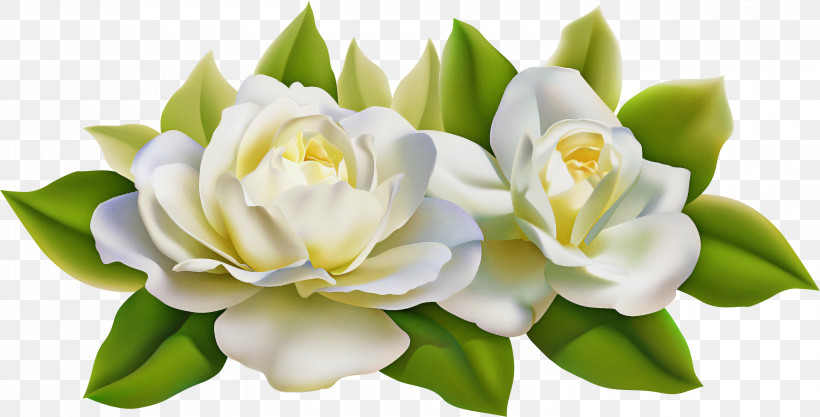 Floral Design, PNG, 3000x1529px, Gardenia, Cut Flowers, Floral Design, Flower, Flower Bouquet Download Free