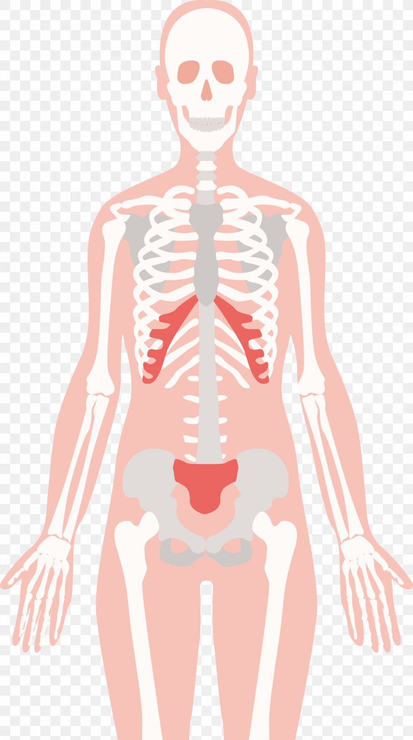 Human Skeleton Human Body Bone Euclidean Vector, PNG, 1863x3336px, Watercolor, Cartoon, Flower, Frame, Heart Download Free