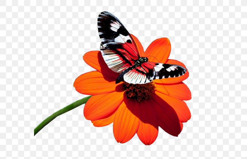 Monarch Butterfly Desktop Wallpaper High-definition Television Insect, PNG, 594x527px, 4k Resolution, Butterfly, Brushfooted Butterfly, Cynthia Subgenus, Daisy Family Download Free