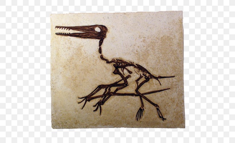 Pterosaurs Pterodactyls Fossil Flying Reptiles Darwinopterus, PNG, 500x500px, Pterosaurs, Animal, Beak, Darwinopterus, Dinosaur Download Free