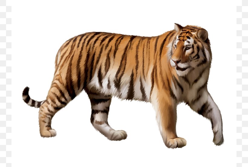 Siberian Tiger White Tiger Animal Clip Art, PNG, 744x553px, Siberian Tiger, Animal, Animal Figure, Big Cats, Carnivoran Download Free