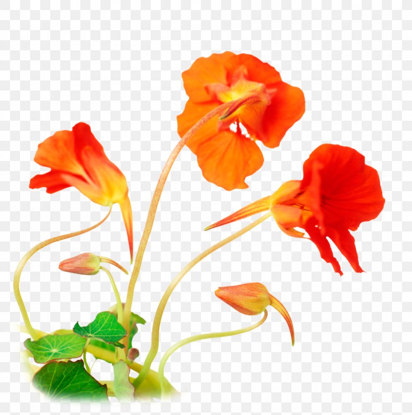 Tropaeolum Majus Garden Seed Flowering Plant, PNG, 960x967px, Tropaeolum Majus, Annual Plant, Chameleon Plant, Cut Flowers, Edible Flower Download Free