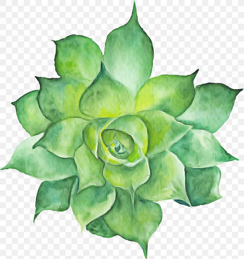 Watercolor Flower Background, PNG, 1200x1276px, Rose Family, Agave, Cut Flowers, Echeveria, Flower Download Free