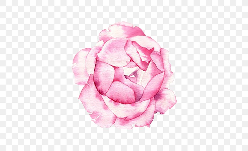 Centifolia Roses Petal Illustration, PNG, 568x500px, Centifolia Roses, Blog, Cut Flowers, Flower, Flowering Plant Download Free