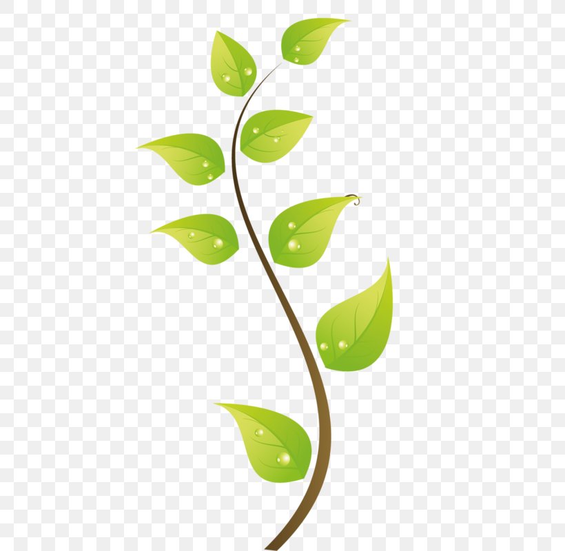 Green Leaf Clip Art, PNG, 427x800px, Green, Branch, Dew, Drop, Flora Download Free