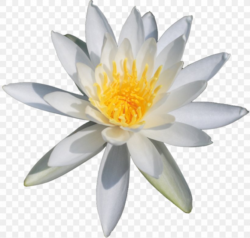 Lilium Columbianum Nelumbo Nucifera Flower Nymphaea Alba Clip Art, PNG, 846x806px, Lilium Columbianum, Aquatic Plant, Aquatic Plants, Flower, Flowering Plant Download Free