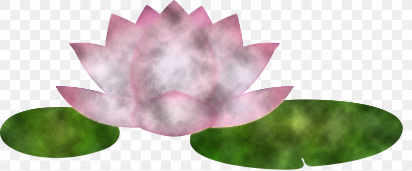 Lotus Flower, PNG, 3000x1250px, Lotus, Aquatic Plant, Flower, Lilac, Lotus Family Download Free