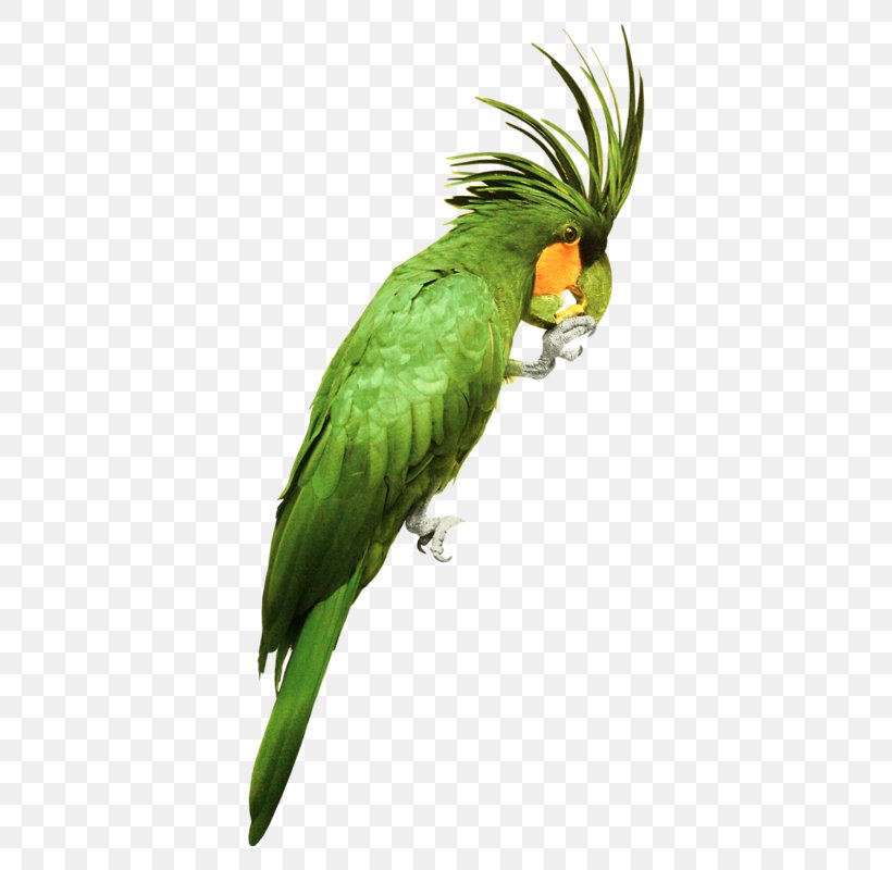 Parrot Bird Watercolor: Flowers Watercolor Painting, PNG, 408x800px, Parrot, Beak, Bird, Color, Fauna Download Free