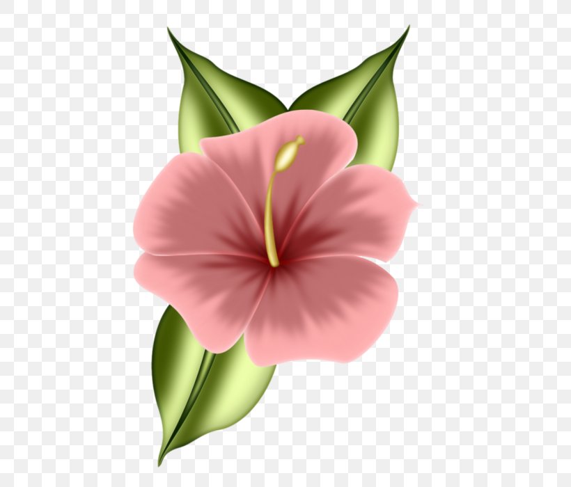 Pink Flower Cartoon, PNG, 548x700px, Petal, Anthurium, April 11, Botany, Dice Download Free