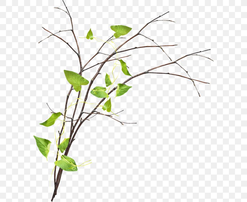 Twig Branch Clip Art, PNG, 600x671px, Twig, Branch, Computer Font, Digital Image, Flora Download Free
