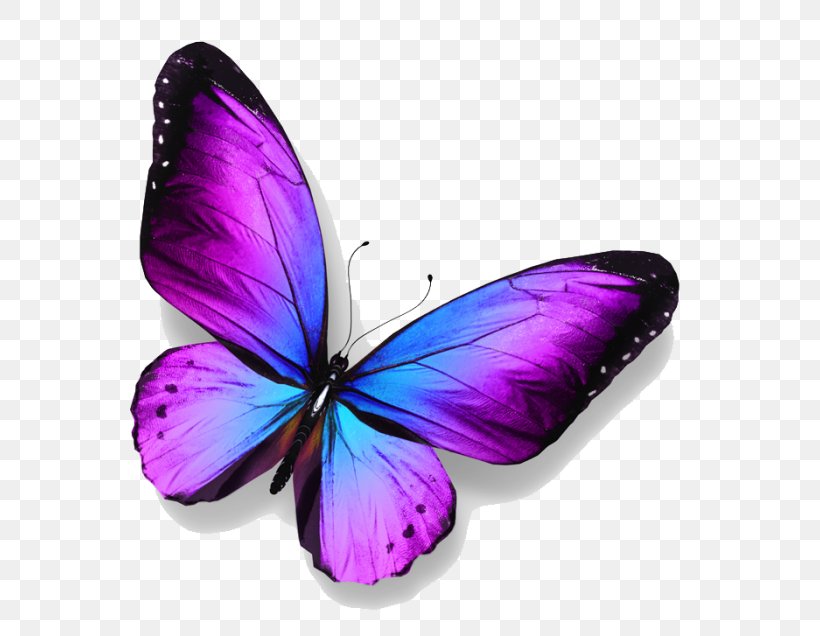 Butterfly Royalty-free Stock Photography, PNG, 700x636px, Butterfly, Blue, Brush Footed Butterfly, Free, Insect Download Free