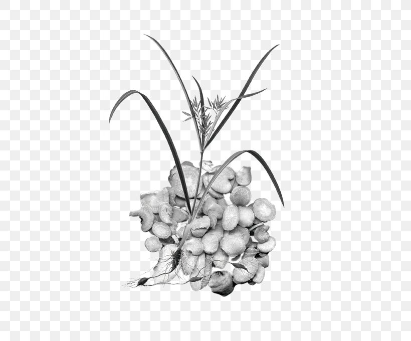 Black And White Chinese Herbology Photography, PNG, 504x680px, Black And White, Branch, Chinese Herbology, Drawing, Flora Download Free