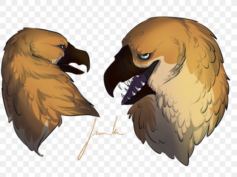 Eagle Fauna Beak, PNG, 900x675px, Eagle, Beak, Bird, Bird Of Prey, Fauna Download Free