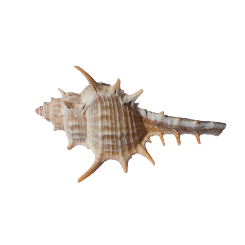 Invertebrate Seashell Fauna Organism Conch, PNG, 1400x1400px, Invertebrate, Conch, Fauna, Organism, Seashell Download Free