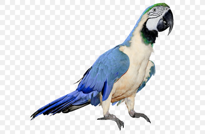 Parrot Bird Clip Art, PNG, 600x535px, Parrot, Animal, Beak, Bird, Common Pet Parakeet Download Free