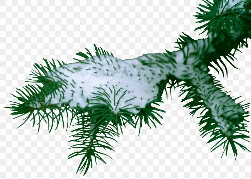Snow Information Photography Clip Art, PNG, 1280x913px, Snow, Branch, Christmas Decoration, Christmas Ornament, Conifer Download Free