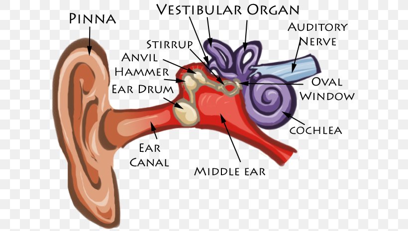 Ear Anatomy Diagram Cochlea Eardrum, PNG, 634x464px, Watercolor, Cartoon, Flower, Frame, Heart Download Free