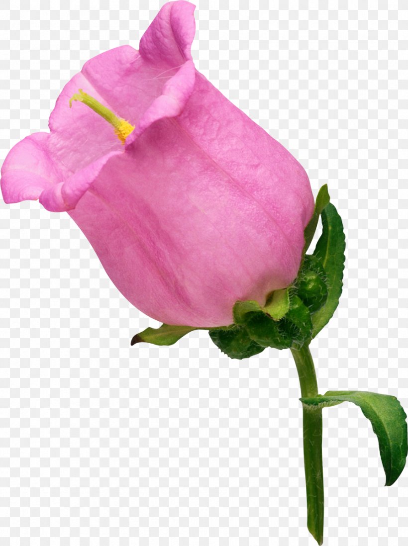 Flower Garden Roses Clip Art, PNG, 896x1200px, Flower, Art, Bud, Collage, Cut Flowers Download Free