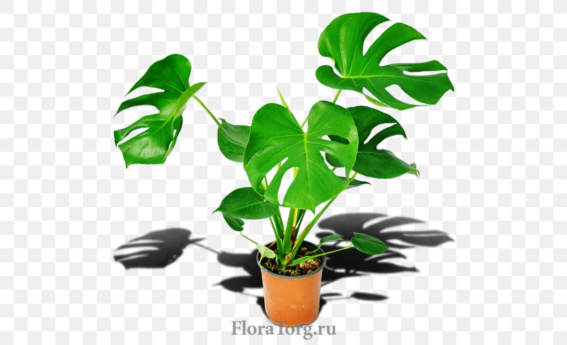 Flowerpot Houseplant Leaf Plant Stem, PNG, 500x500px, Flowerpot, Houseplant, Leaf, Plant, Plant Stem Download Free