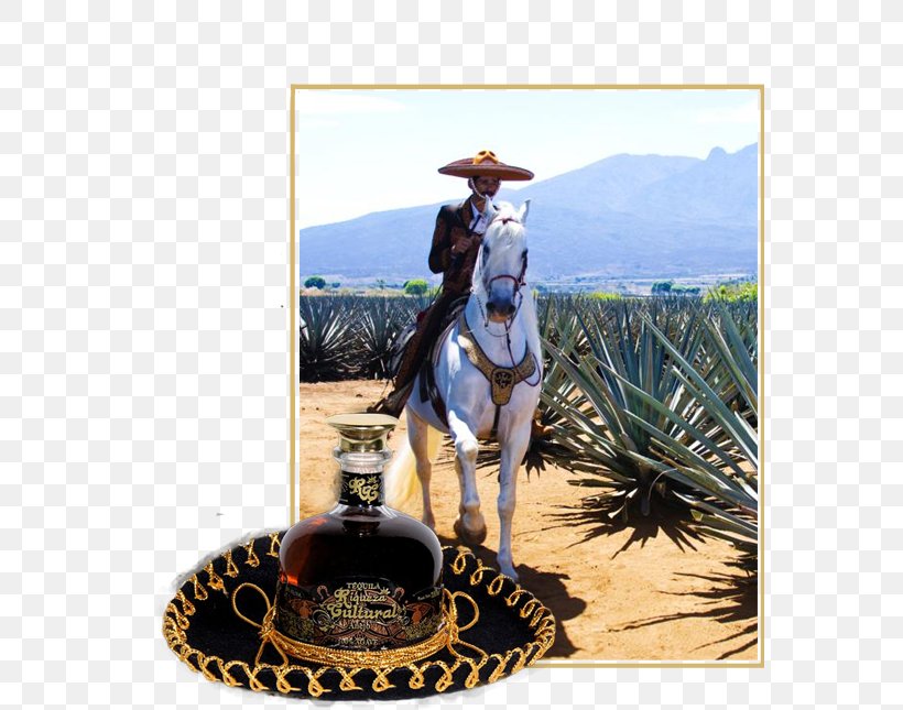 Tequila Guadalajara Agave Azul Puerto Vallarta Mezcal, PNG, 568x645px, Tequila, Agave, Agave Azul, Agave Nectar, Bridle Download Free