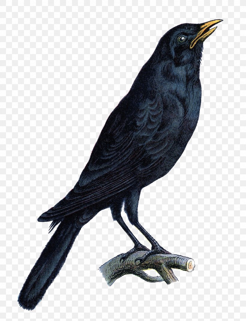 Bird Crow Halloween Common Raven Clip Art, PNG, 1055x1375px, Bird, American Crow, Art, Beak, Blackbird Download Free