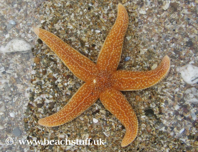 Common Starfish Marine Invertebrates Echinoderm, PNG, 1410x1085px, Common Starfish, Animal, Arm, Asterias, Beach Download Free