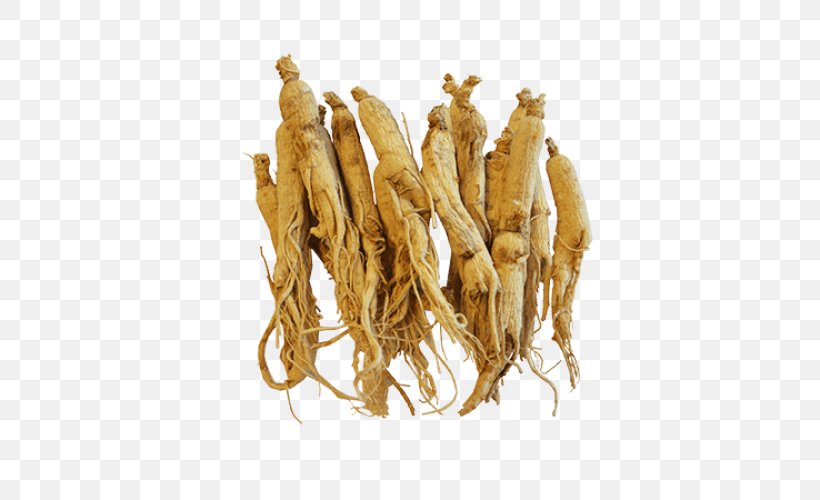 Female Ginseng Asian Ginseng American Ginseng Herbalism, PNG, 500x500px, Female Ginseng, American Ginseng, Asian Ginseng, Chinese Herbology, Dianhong Download Free