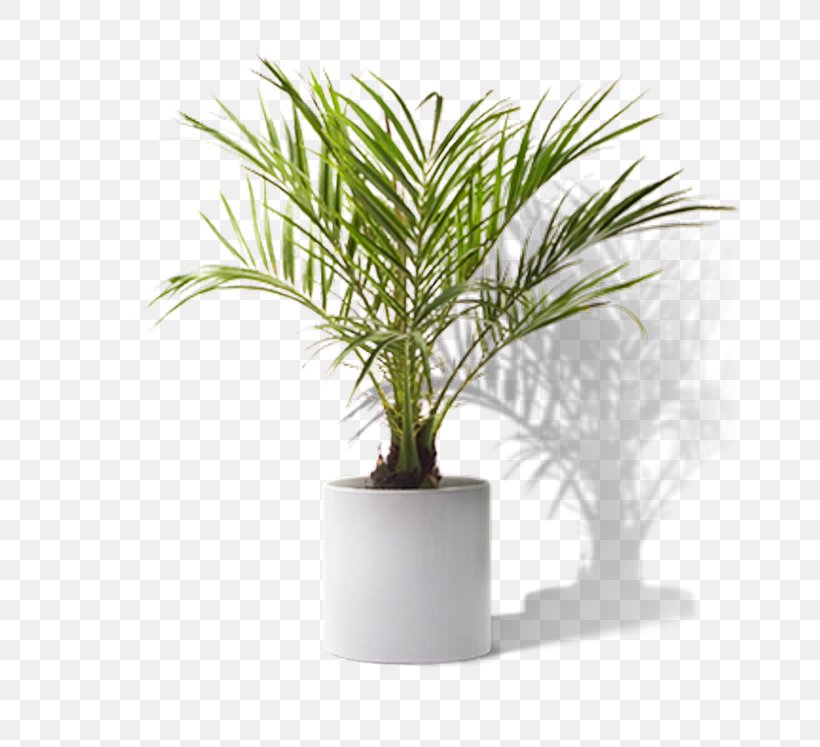 Houseplant Yucca, PNG, 714x747px, Plant, Arecales, Date Palm, Dracaena, Evergreen Download Free