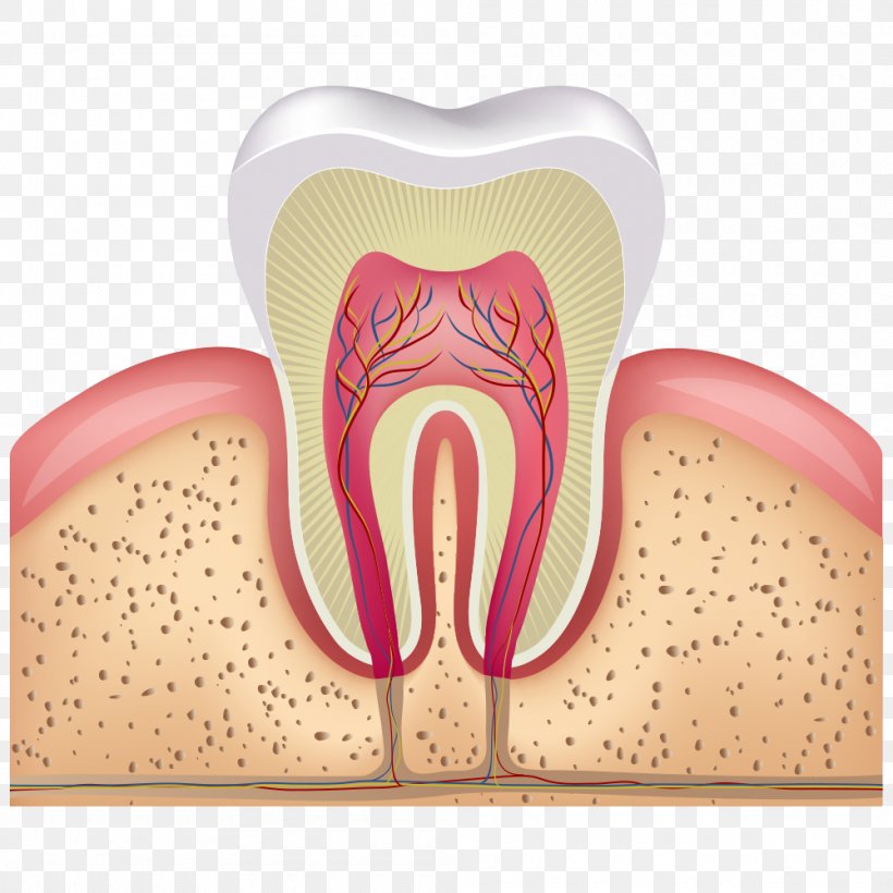 Human Tooth Pulp Root Canal Tooth Decay, PNG, 1000x1000px, Watercolor, Cartoon, Flower, Frame, Heart Download Free