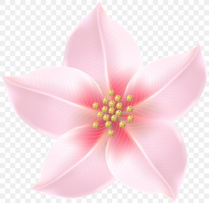 Pink M, PNG, 5000x4863px, Pink M, Blossom, Flower, Petal, Pink Download Free