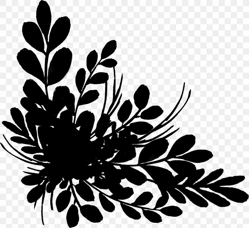 Chrysanthemum Black White Png 2213x2034px Chrysanthemum