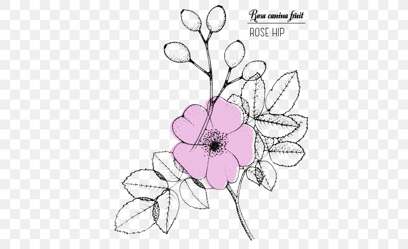 Floral Design Drawing Line Art Rose Sketch, PNG, 500x500px, Floral Design, Area, Art, Arts, Artwork Download Free