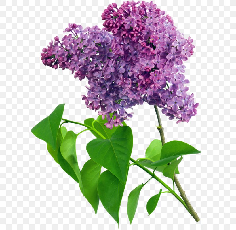 Lavender Common Lilac Clip Art, PNG, 606x800px, Lavender, Branch, Color, Common Lilac, Cut Flowers Download Free