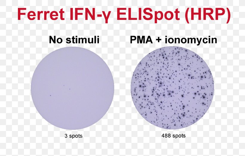 ELISPOT Interferon Gamma Assay Peripheral Blood Mononuclear Cell, PNG, 800x524px, Interferon Gamma, Antigen, Area, Assay, B Cell Download Free