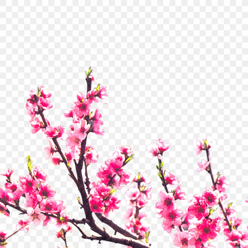 Floral Design Blossom Peach, PNG, 1417x1417px, Floral Design, Blossom, Branch, Cherry Blossom, Designer Download Free