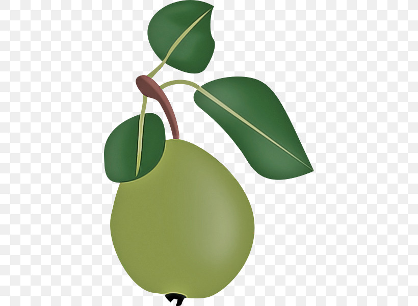 Leaf Fruit Plant Plant Structure Science, PNG, 600x600px, Leaf, Biology, Fruit, Plant, Plant Structure Download Free