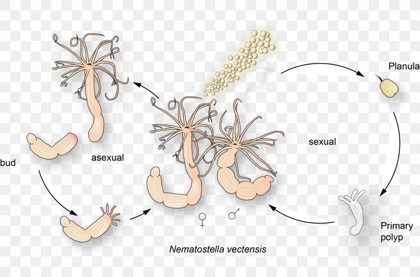 Starlet Sea Anemone Biological Life Cycle Cnidaria Coelenterata, PNG, 2221x1465px, Watercolor, Cartoon, Flower, Frame, Heart Download Free