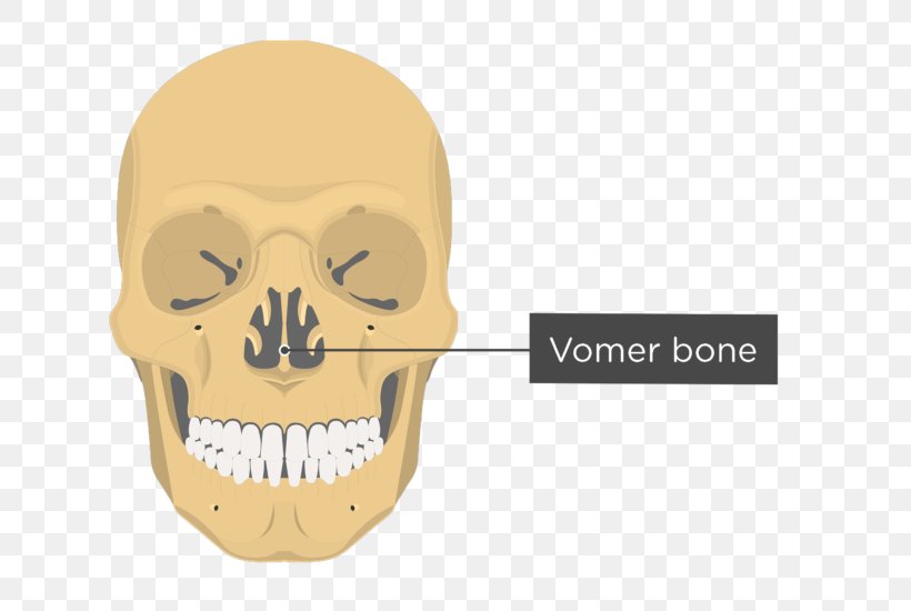 Vomer Lacrimal Bone Nasal Bone Anatomy, PNG, 745x550px, Vomer, Anatomy, Bone, Ethmoid Bone, Facial Skeleton Download Free