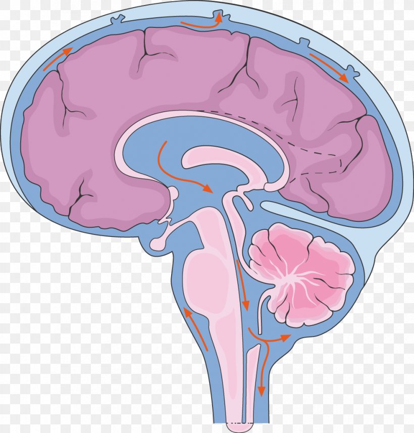 Brain Central Nervous System Cerebrospinal Fluid Spinal Cord, PNG, 982x1027px, Watercolor, Cartoon, Flower, Frame, Heart Download Free
