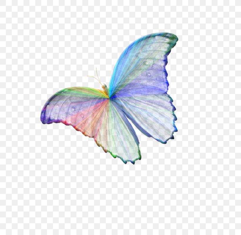 A Soul's Journey Home: Returning To Love Book Angela's Journey Spirituality, PNG, 800x800px, Book, Brush Footed Butterfly, Butterflies And Moths, Butterfly, Goodreads Download Free